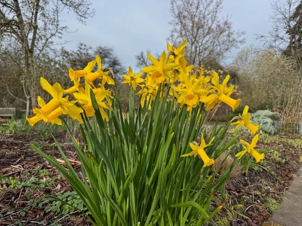 Narcissus 'February Gold' 03.jpeg