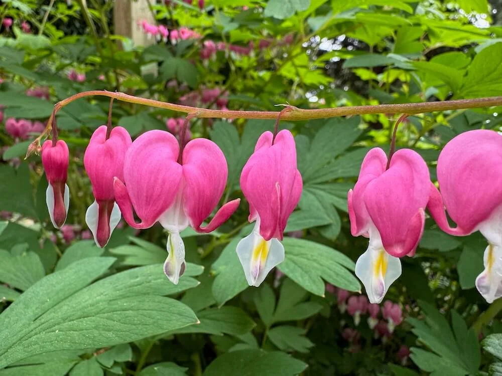 Lamprocapnos spectabilis | Bleeding Heart