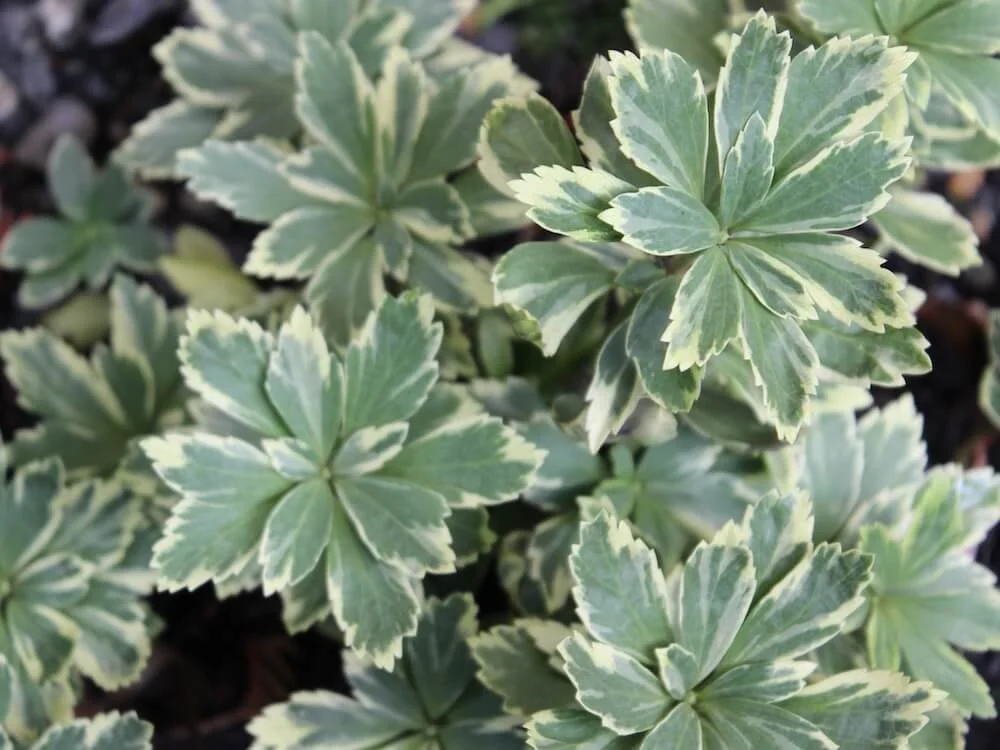 Pachysandra terminalis ‘Silver Edge’ | Variegated Japanese Spurge