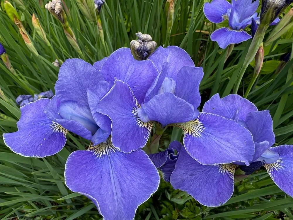 Iris sibirica 'Silver Edge' 05.jpeg