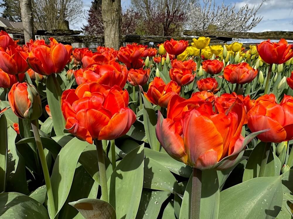 Tulipa 'Ad Rem' 04.jpeg