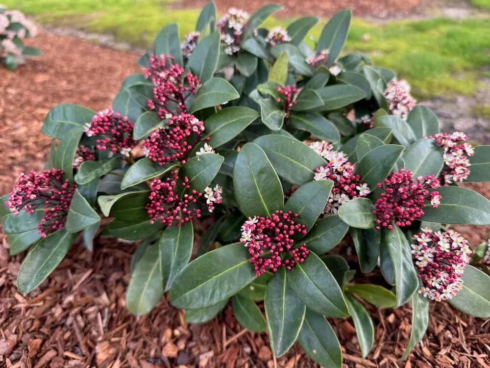 Skimmia japonica (Male) 05.jpeg