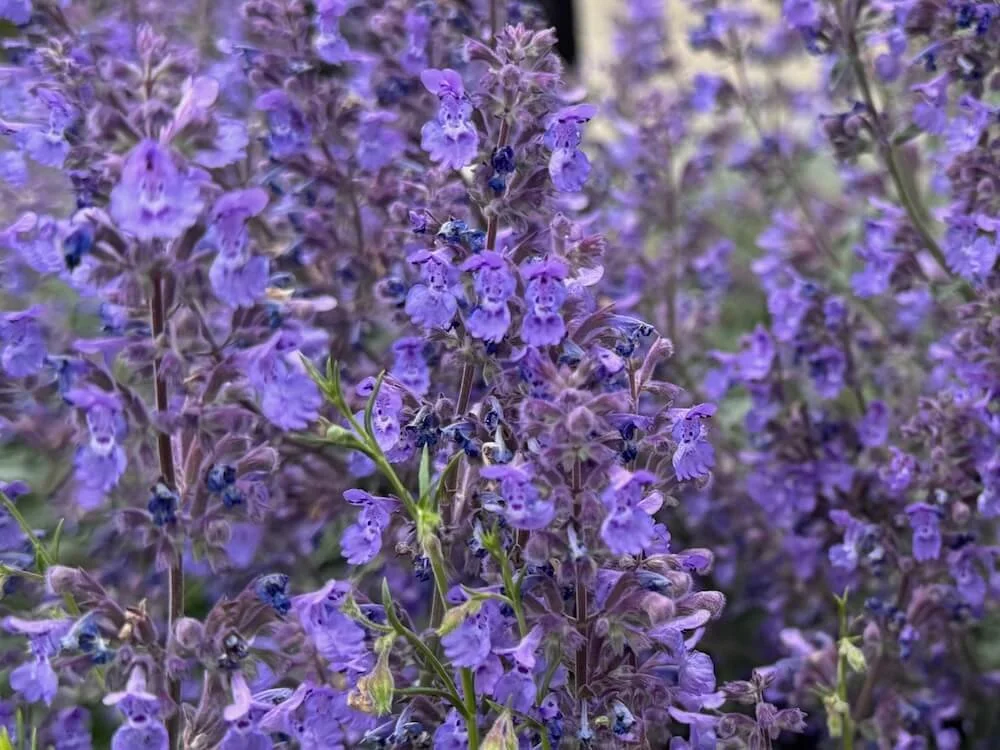 Nepeta racemosa 'Walker's Low' 04.jpeg