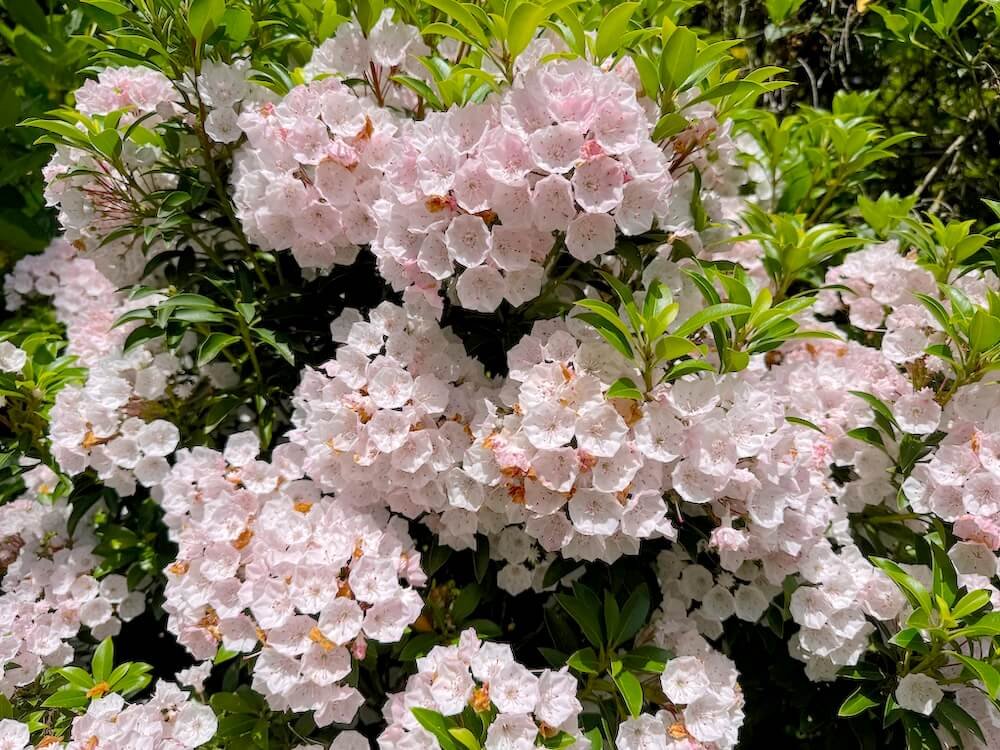 Kalmia latifolia | Mountain Laurel