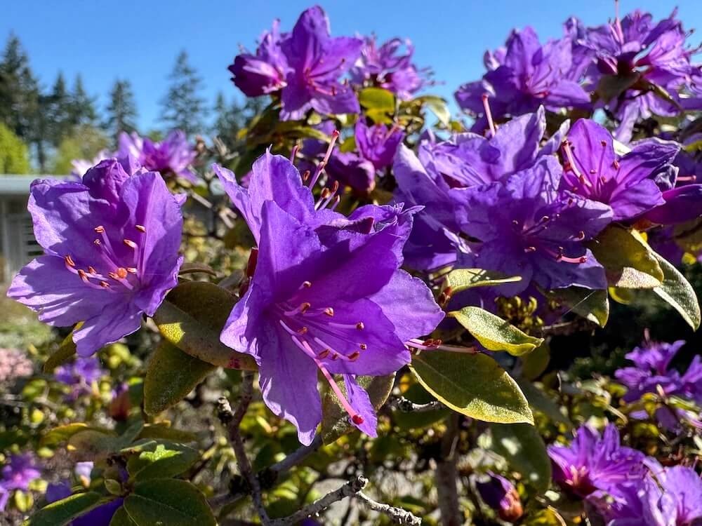 Rhododendron minus x hanceanum 04.jpeg