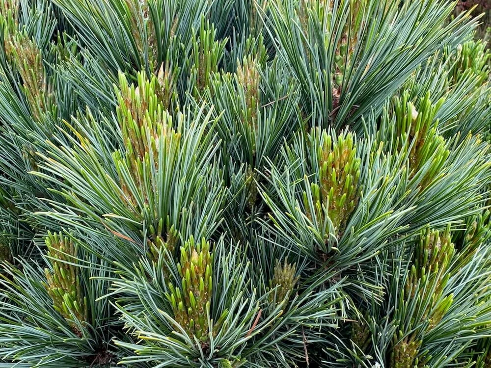 Pinus peuce 'Latgale' 02.jpeg