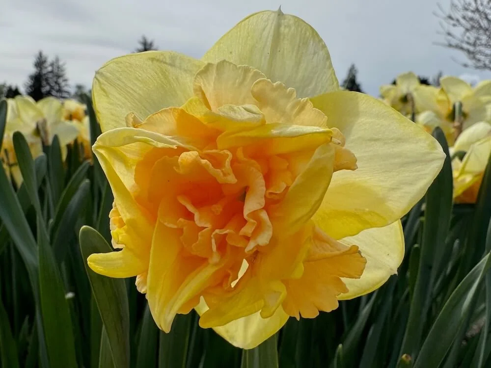 Narcissus 'Bellabombe' | Bellabombe Daffodil