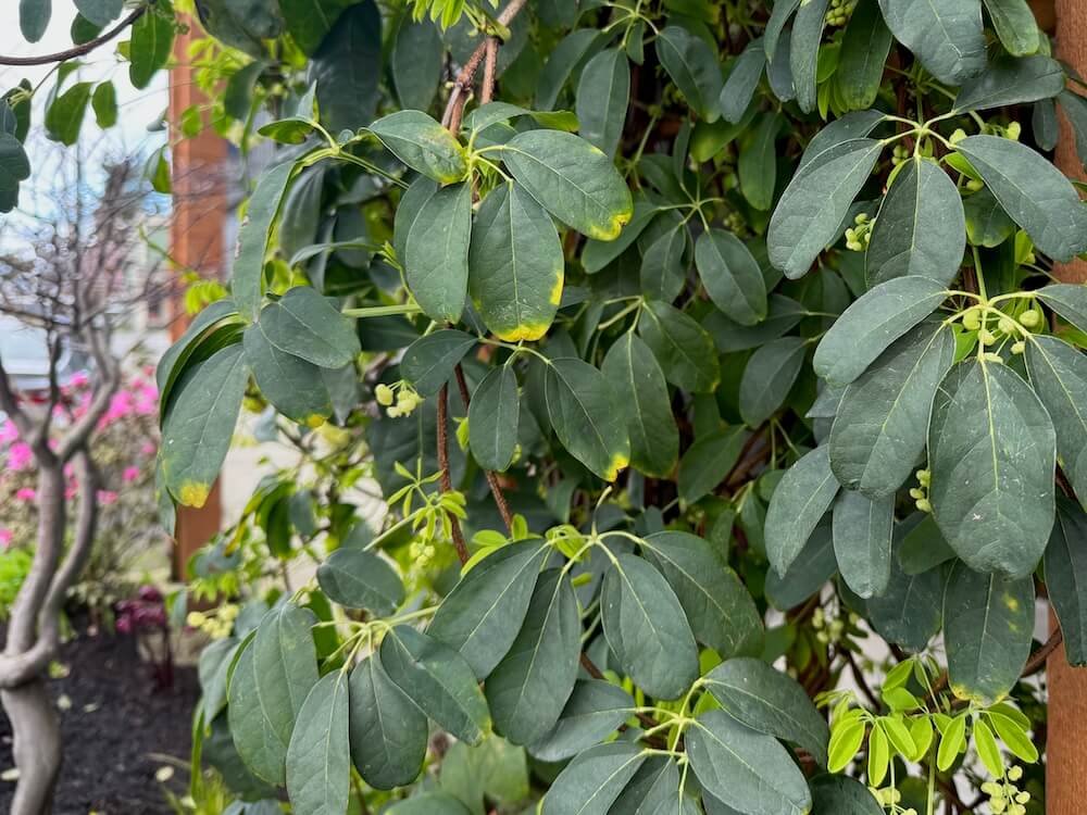 Akebia quinata 'Alba' 02.jpeg