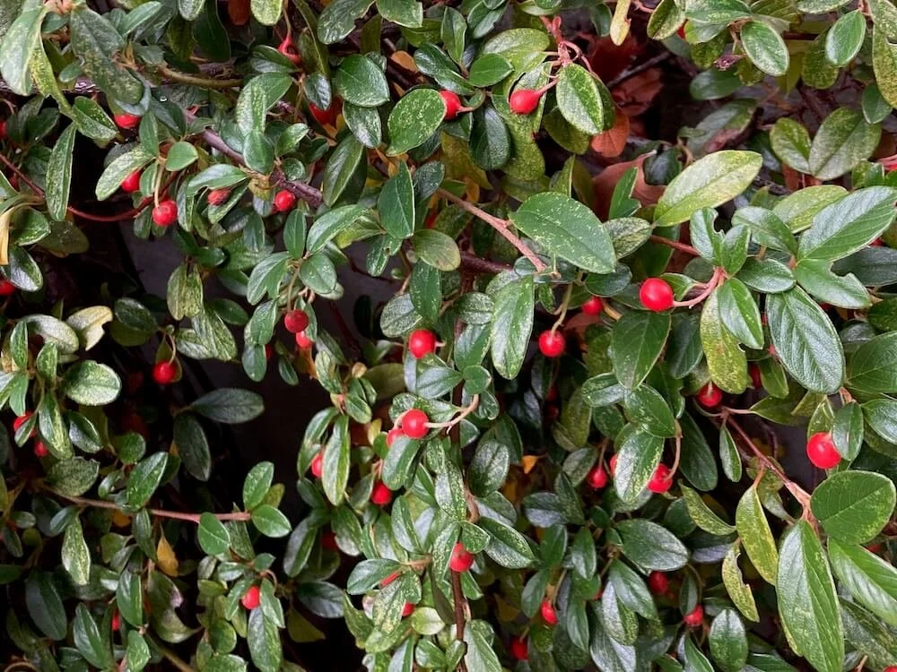 Cotoneaster dammeri 03.jpeg