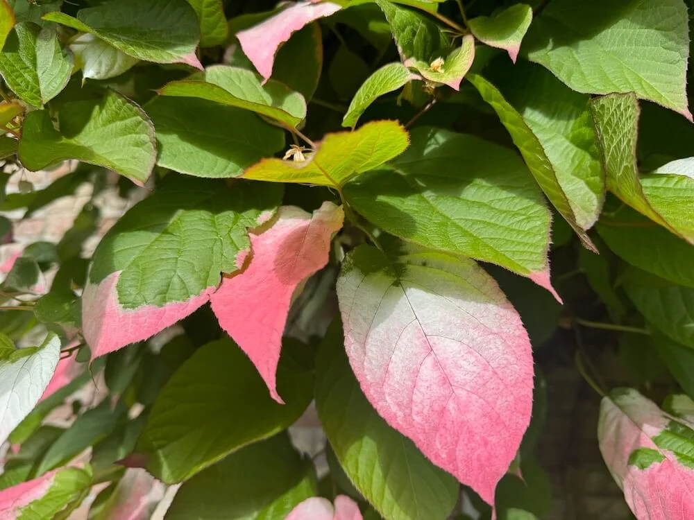Actinidia kolomikta 01.jpeg