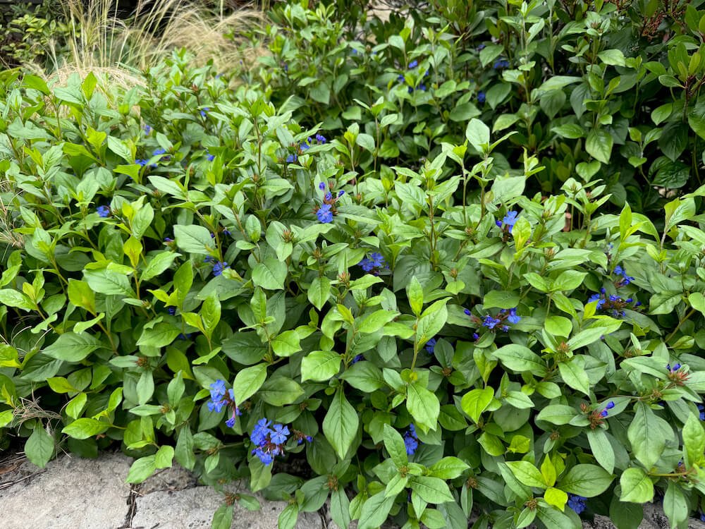 Ceratostigma willmottianum 04.jpeg