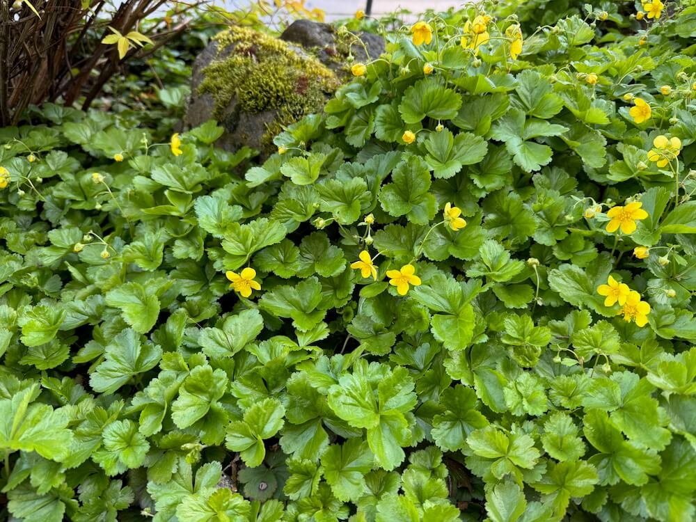 Waldsteinia ternata 05.jpeg