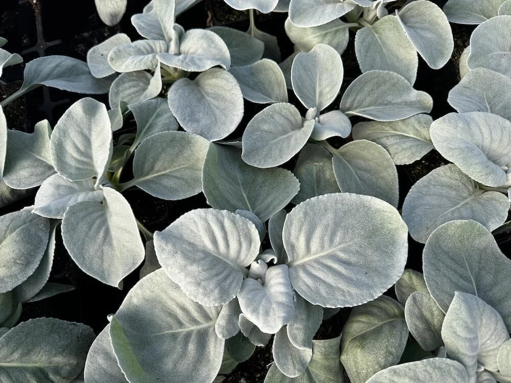 Senecio candicans 'Angel Wings' 05.jpeg