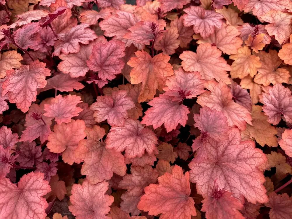 Heuchera 'Carnival Watermelon' 03.jpeg