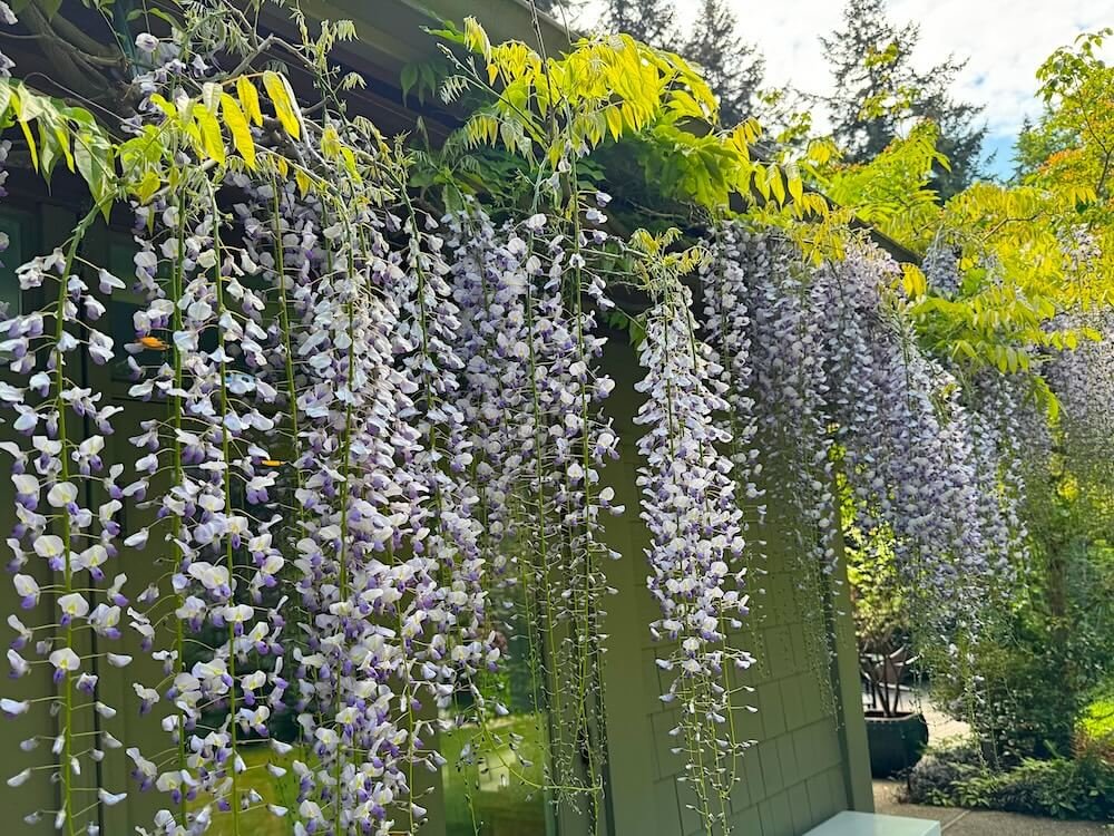 Wisteria floribunda 'Multijuga' 04.jpeg