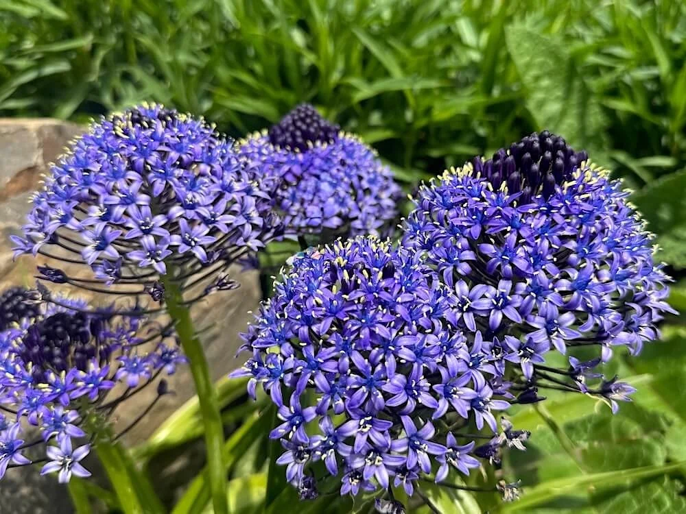 Scilla Peruviana 01.jpeg