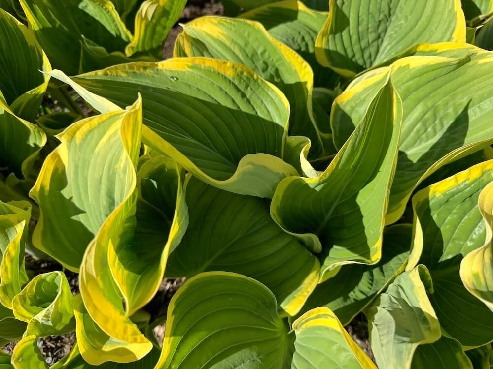 Hosta 'Sagae' 01.jpeg