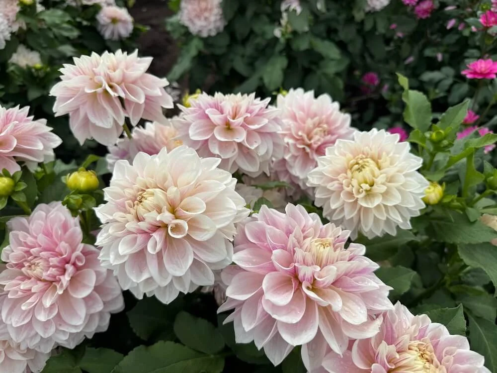 Dahlia 'Dreamland' 03.jpeg