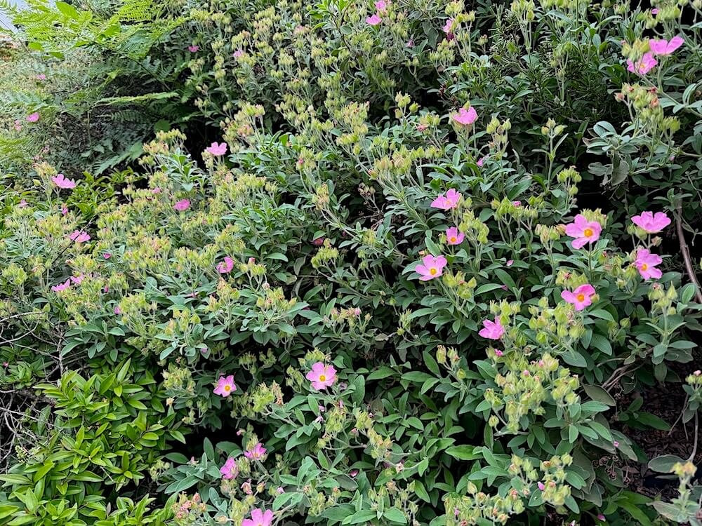 Cistus incanus tauricus 03.jpeg