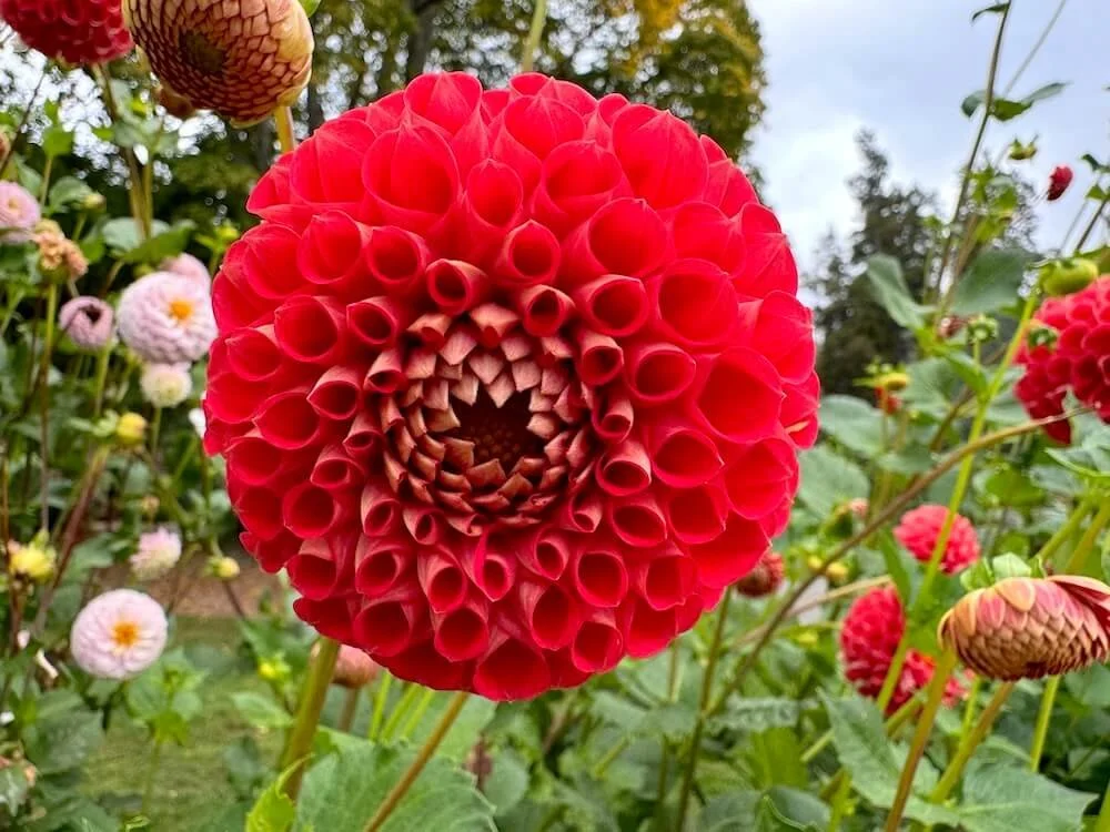Dahlia 'Irish Red' 01.jpeg