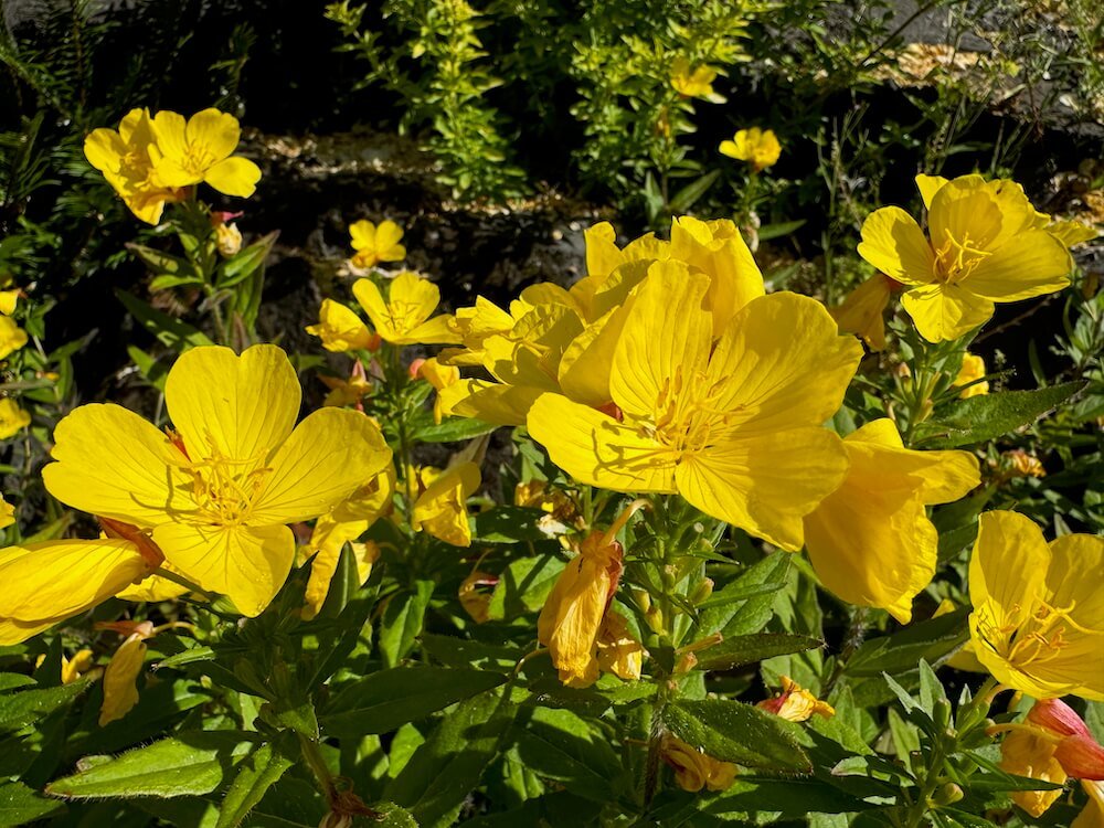 Oenothera fruticosa 02.jpeg
