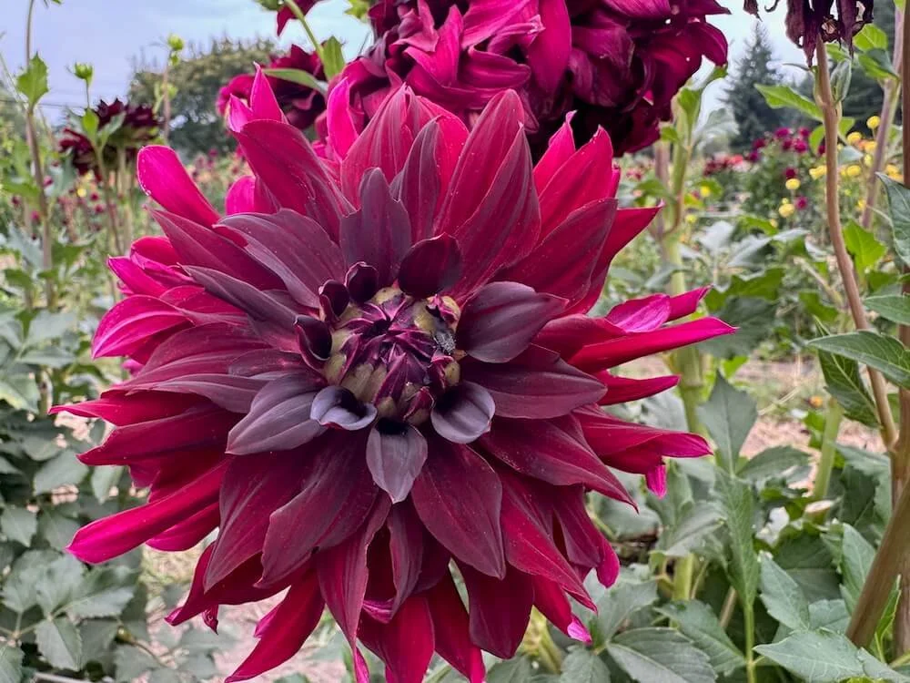 Dahlia 'Rip City' | Rip City Dahlia