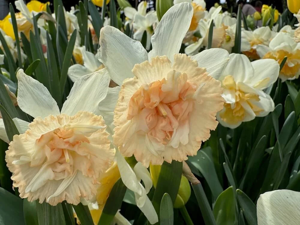 Narcissus 'Petit Four' 02.jpeg