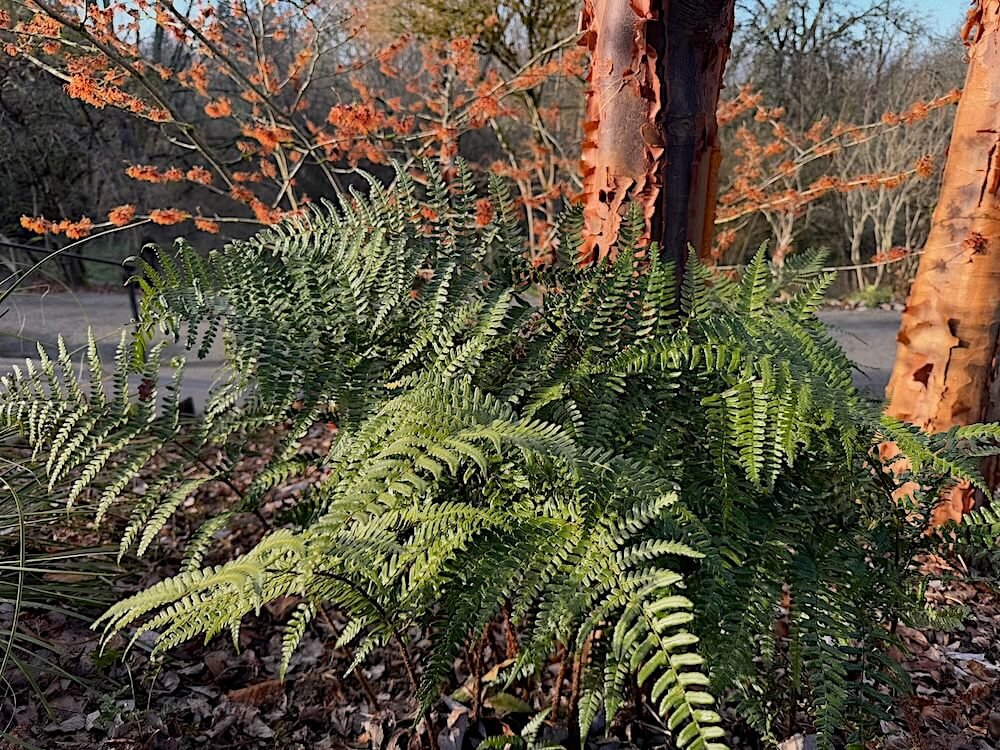 Dryopteris championii 01.jpeg
