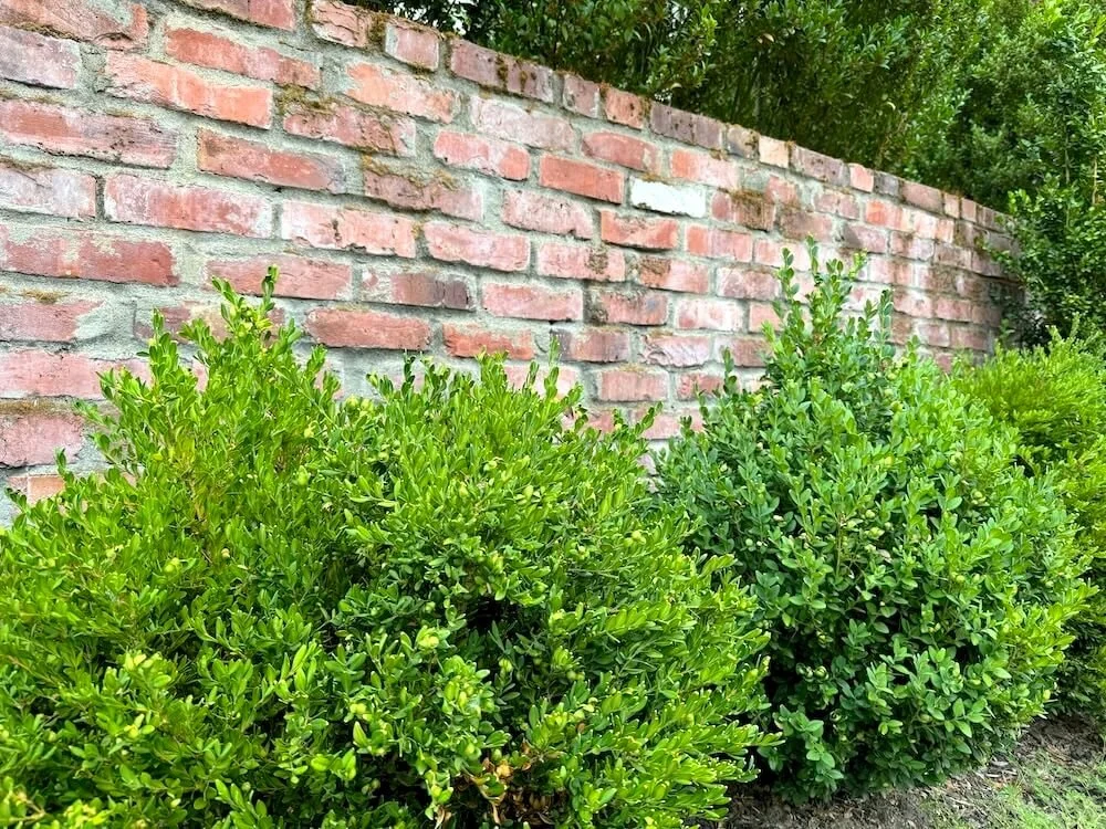 Buxus microphylla var. japonica 'Green Beauty' 03.jpeg