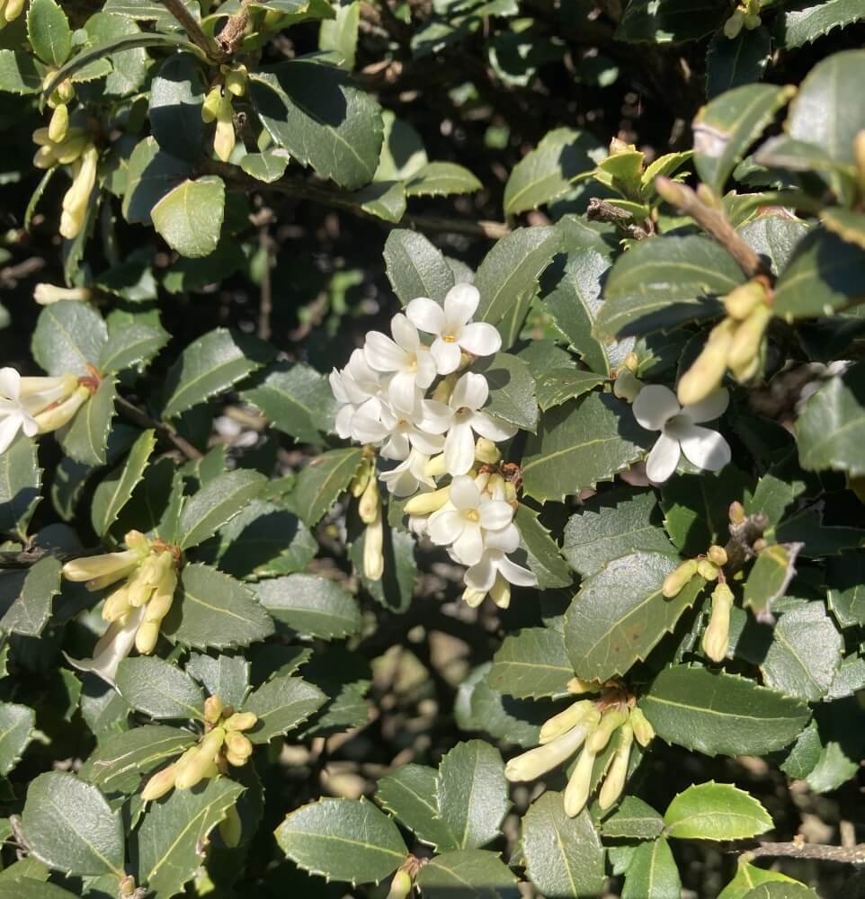 Osmanthus delavayi 04.jpg