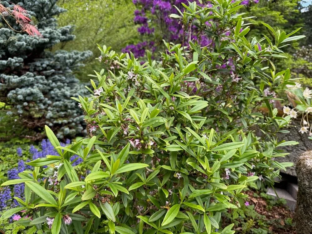 Daphne wolongensis 03.jpeg