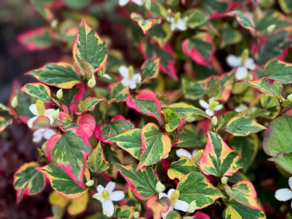 Houttuynia cordata 'Chameleon' 11.jpeg