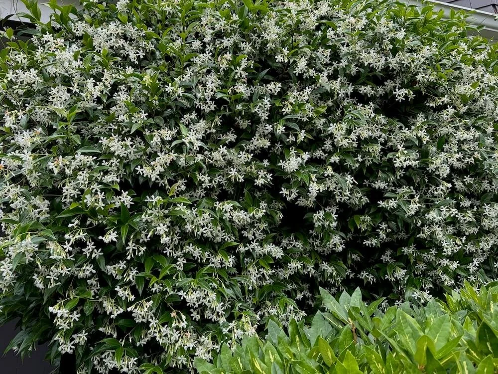 Trachelospermum jasminoides 04.jpeg