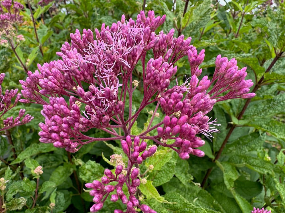 Eutrochium maculatum 'Gateway' 01.jpeg