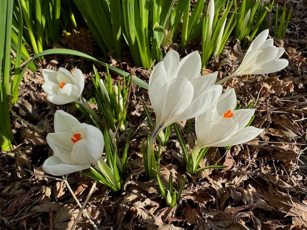 Crocus vernus 'Jeanne d'Arc' | Jeanne d'Arc Dutch Crocus