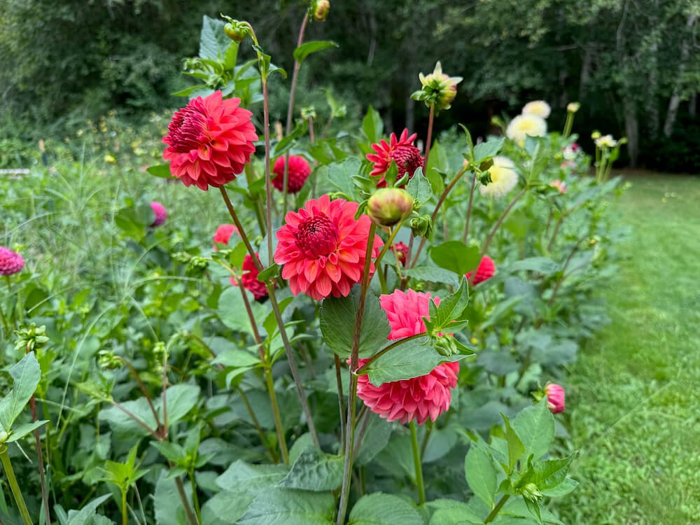 Dahlia 'Barbarry Fusilier' 02.jpeg