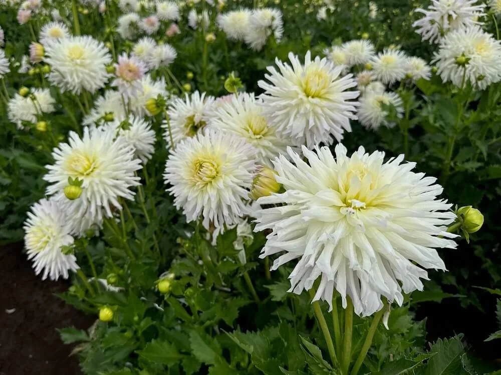 Dahlia 'Magic Moment' 02.jpeg