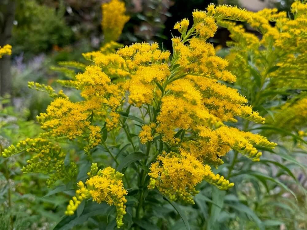 Solidago altissima 02.jpeg