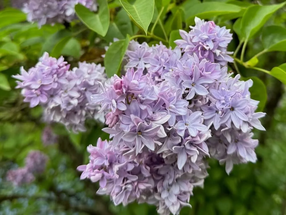 Syringa vulgaris 'President Grevy' | President Grevy Lilac