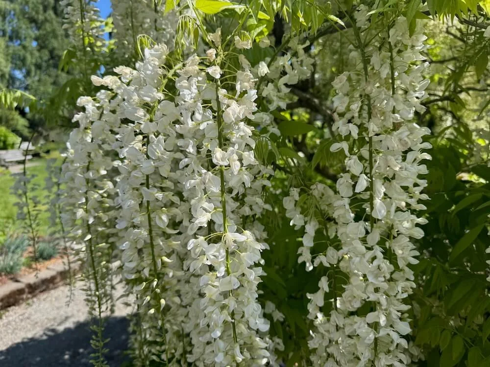 Wisteria floribunda 'Alba' 01.jpeg