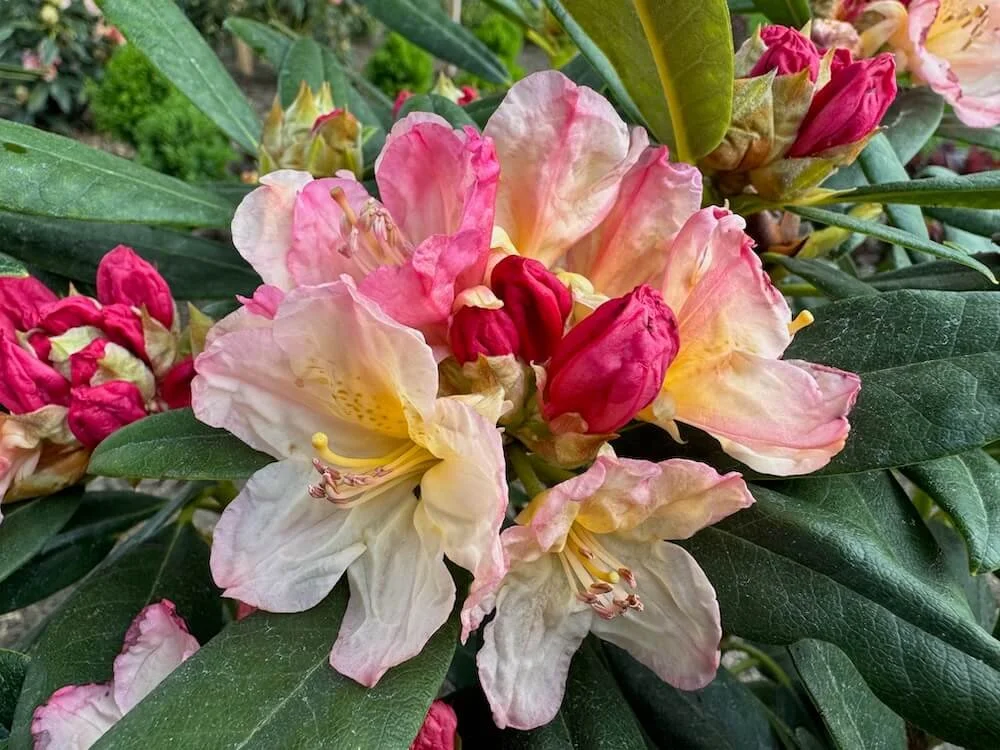 Rhododendron 'Percy Wiseman' 02.jpeg