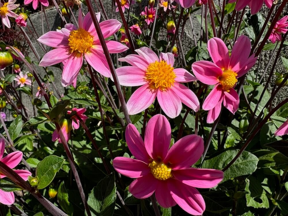 Dahlia 'Bonne Esperance' 03.jpeg