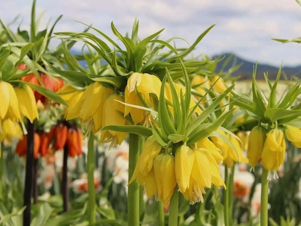 Fritillaria imperialis 'Lutea' 05.jpeg