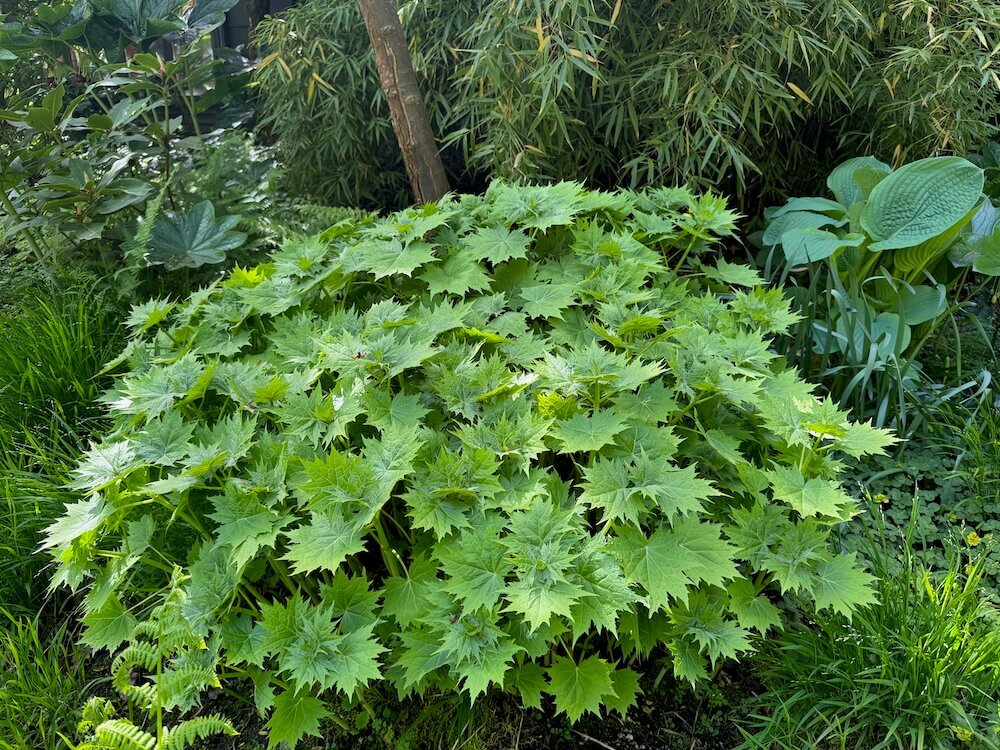 Kirengeshoma palmata 03.jpeg