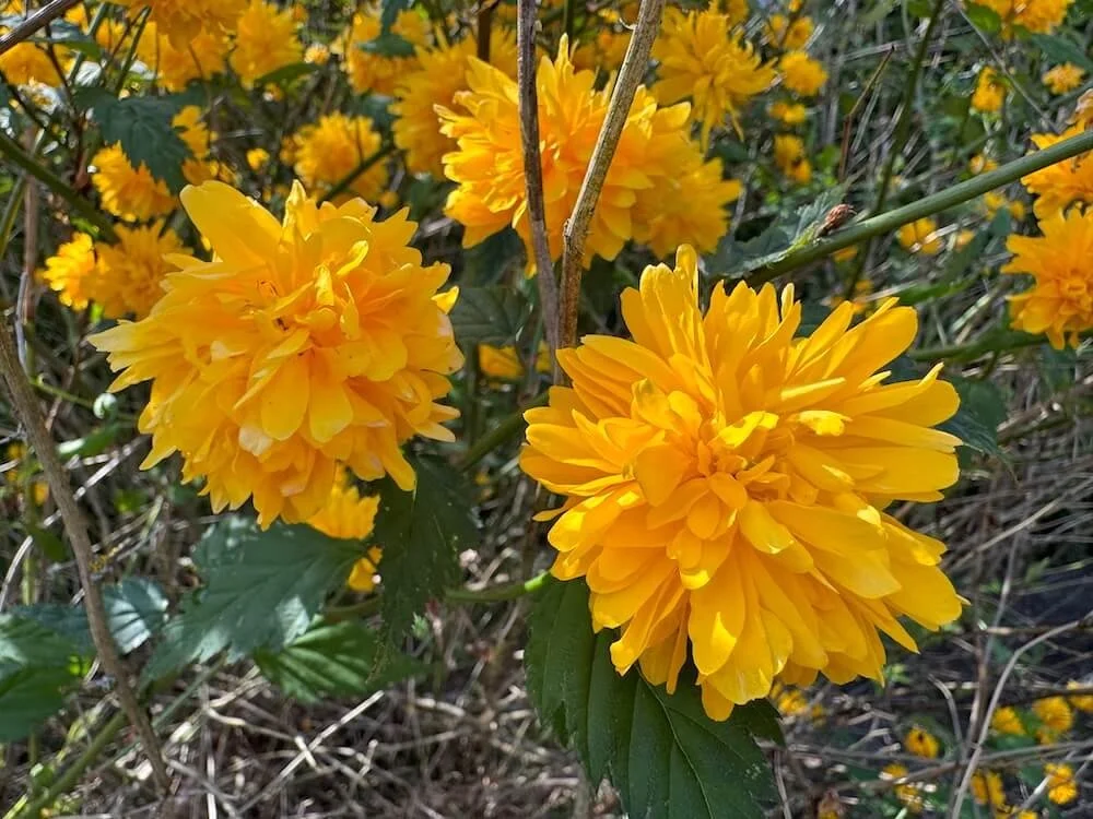 Kerria japonica 'Pleniflora' 02.jpeg