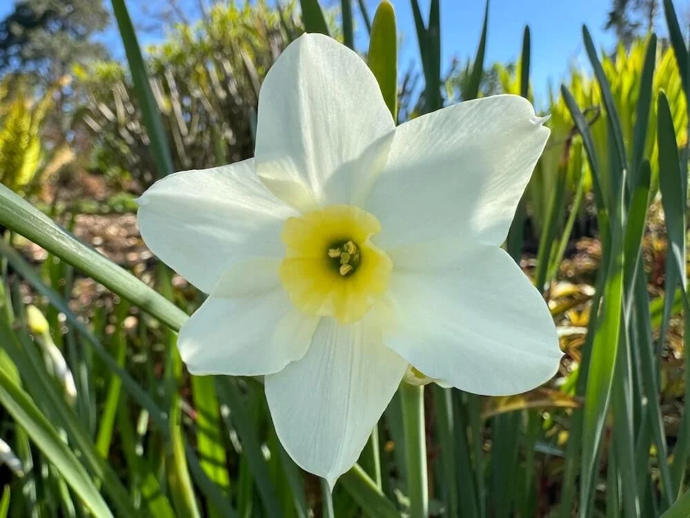 Narcissus 'Lieke' 02.jpeg