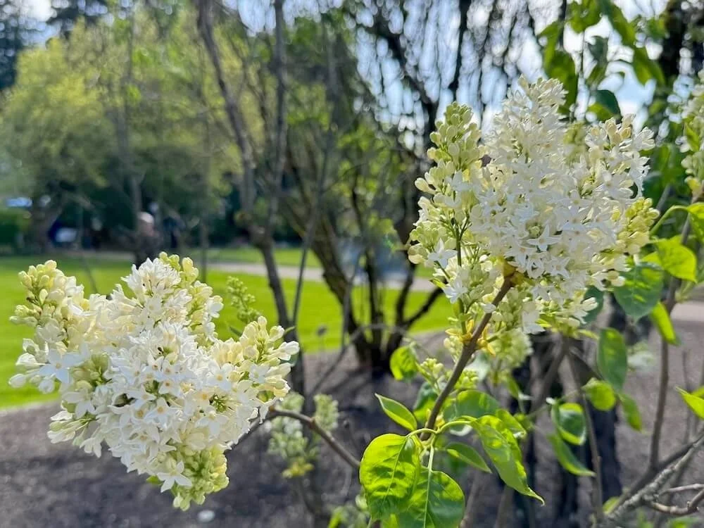 Syringa vulgaris 'Primrose' 03.jpeg