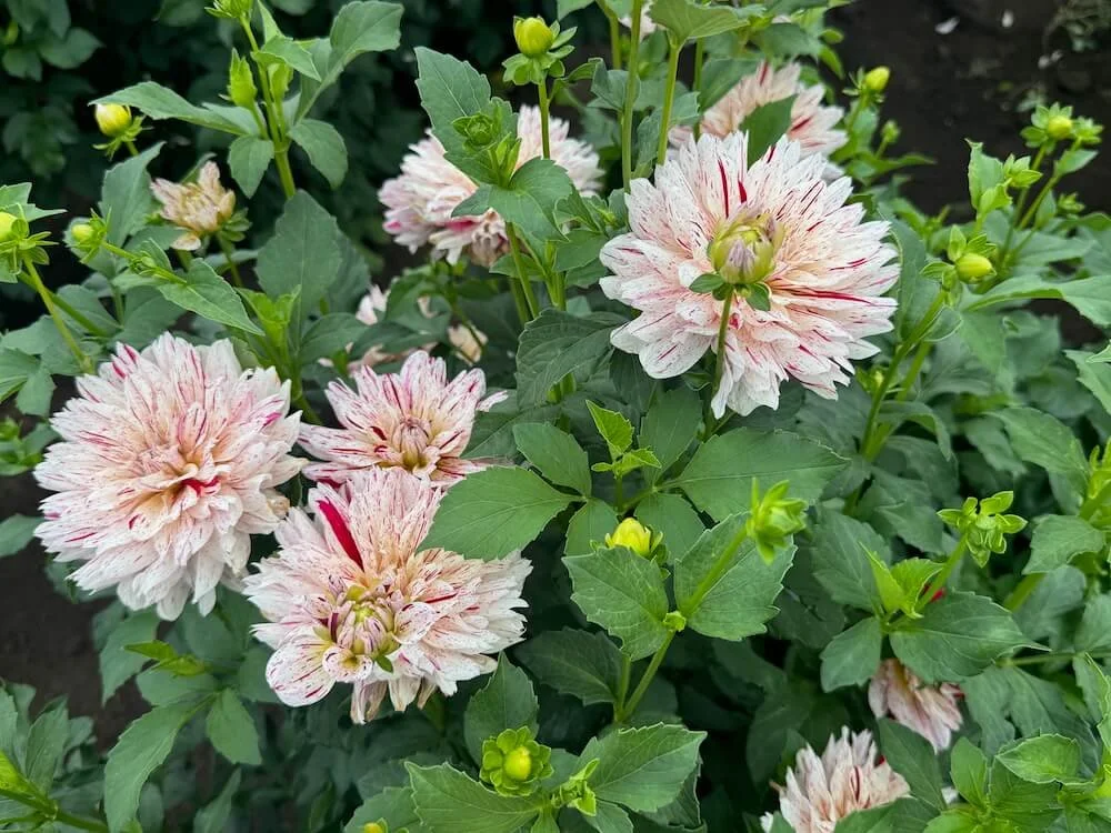 Dahlia 'Picasso' 07.jpeg