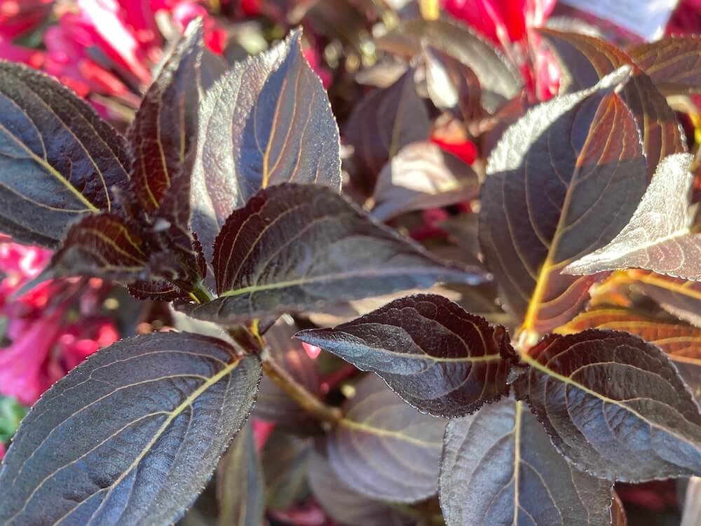 Weigela florida 'Alexandra' 06.jpeg