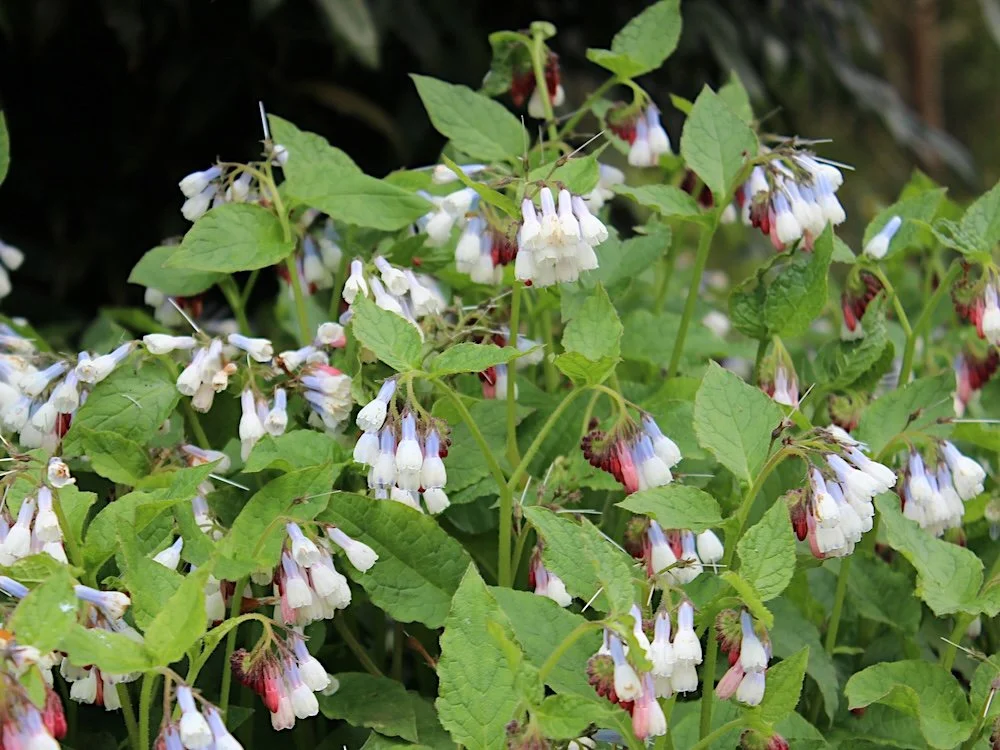 Symphytum ‘Hidcote Blue’ | Hidcote Blue Comfrey